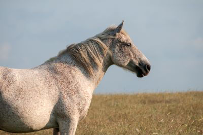 Flea-bitten grey horse